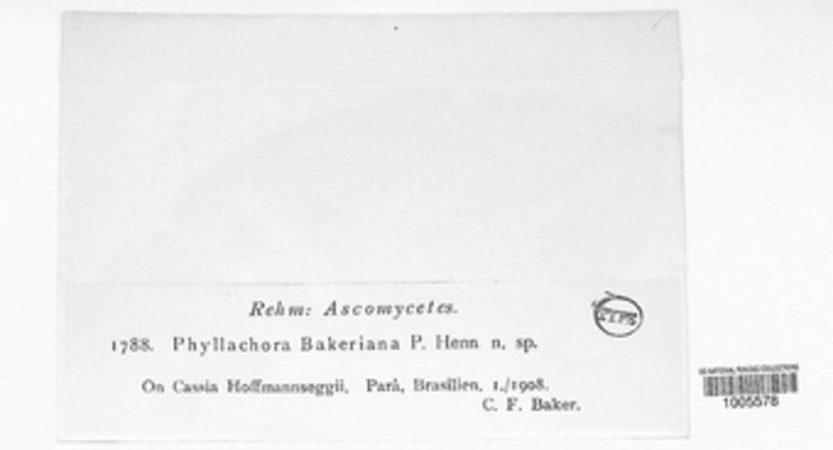 Phyllachora bakeriana image